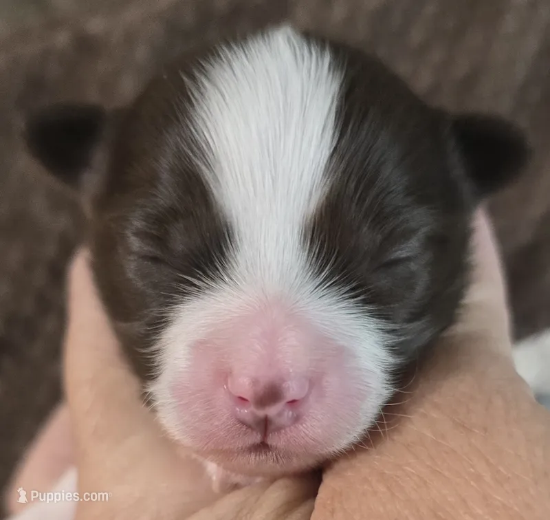 Ella – Chihuahua puppy for sale in Mims, FL