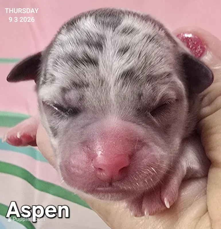 Aspen – Chihuahua puppy for sale in Mims, FL