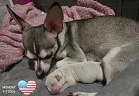 Peach, a female Chihuahua for sale in Mims, FL – 5 of 6