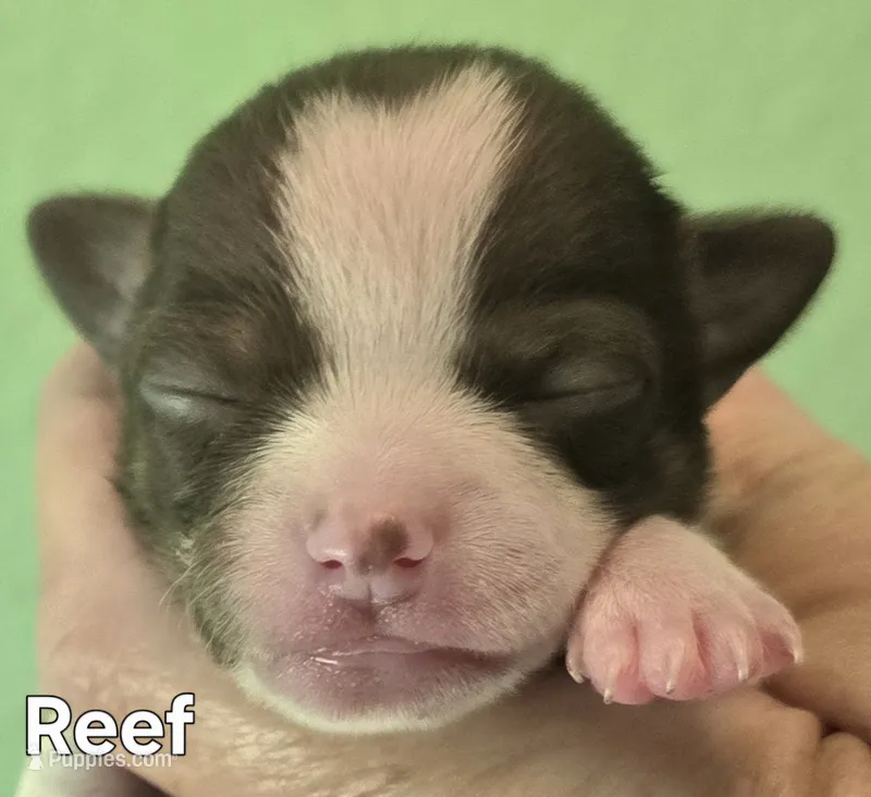 Reef – Chihuahua puppy for sale in Mims, FL