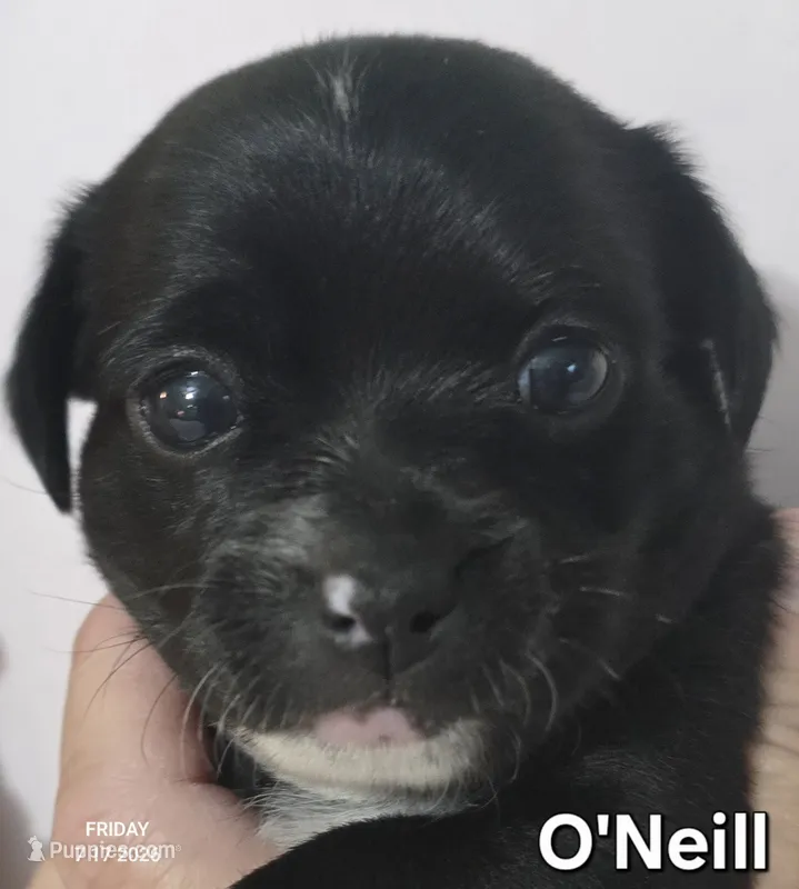 O'Neill – Chihuahua puppy for sale in Mims, FL