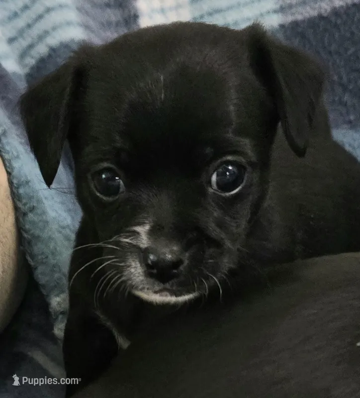 O'Neill – Chihuahua puppy for sale in Mims, FL