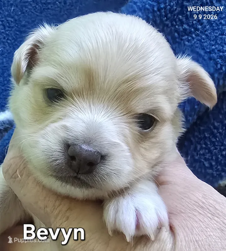 Bevyn – Chihuahua puppy for sale in Mims, FL