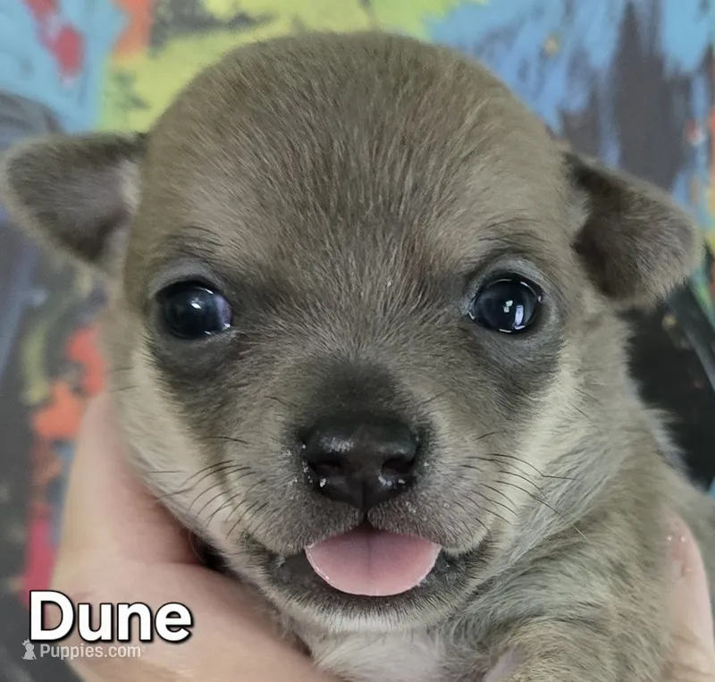 Dune – Chihuahua puppy for sale in Mims, FL
