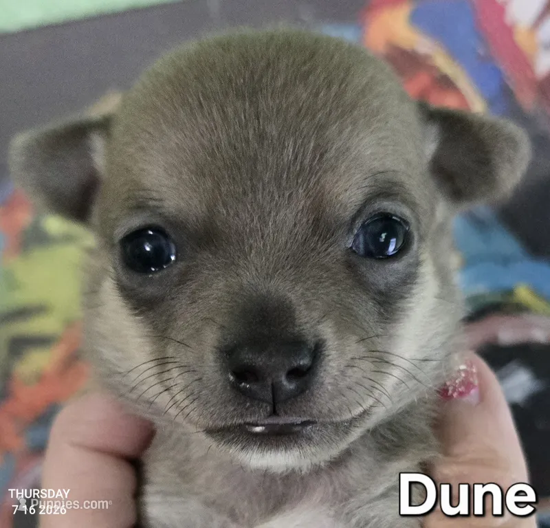 Dune – Chihuahua puppy for sale in Mims, FL