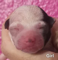 Misty, a female Chihuahua for sale in Mims, FL – 1 of 3