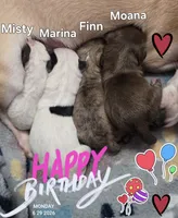 Finn, a male Chihuahua for sale in Mims, FL – 2 of 4
