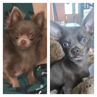 Fisher, a male Chihuahua for sale in Mims, FL – 4 of 4