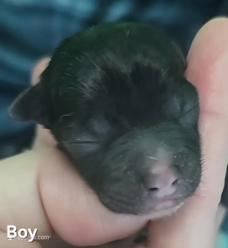 Chopper, a male Chihuahua for sale in Mims, FL – Photo 1 of 4