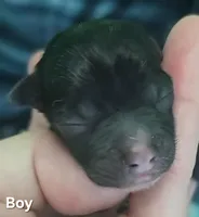 Chopper, a male Chihuahua for sale in Mims, FL – Photo 1 of 4