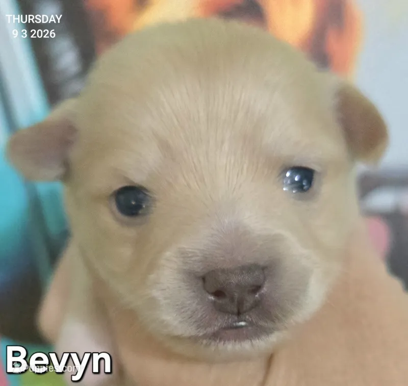 Bevyn – Chihuahua puppy for sale in Mims, FL