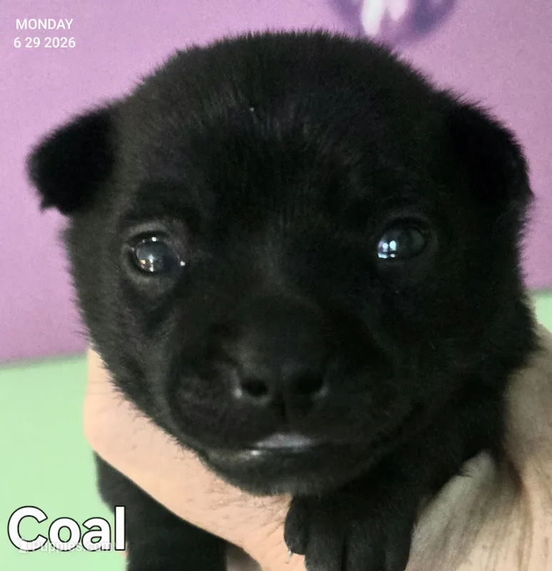 Coal – Chihuahua puppy for sale in Mims, FL