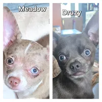 Ella, a female Chihuahua for sale in Mims, FL – 6 of 6