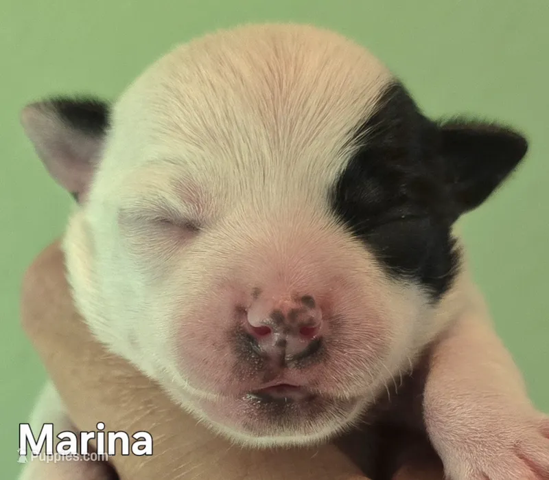 Marina – Chihuahua puppy for sale in Mims, FL