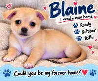 Blaine, a male Chihuahua for sale in Mims, FL – 4 of 10
