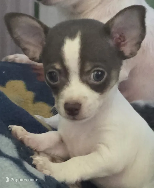 Reef – Chihuahua puppy for sale in Mims, FL