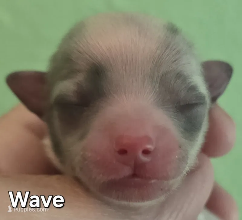 Wave – Chihuahua puppy for sale in Mims, FL