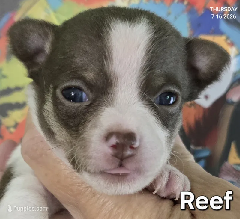 Reef – Chihuahua puppy for sale in Mims, FL