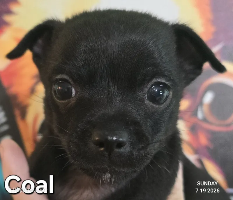 Coal – Chihuahua puppy for sale in Mims, FL