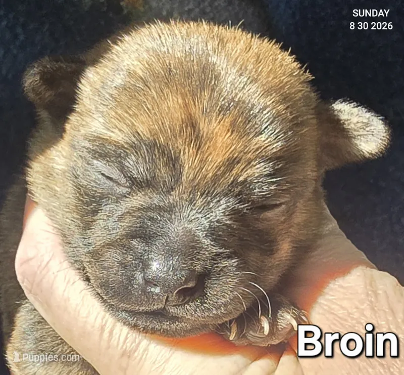 Broin – Chihuahua puppy for sale in Mims, FL