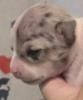Esperanza, a female Chihuahua for sale in Mims, FL – 3 of 8