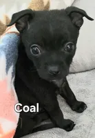 Coal, a male Chihuahua for sale in Mims, FL – 2 of 4