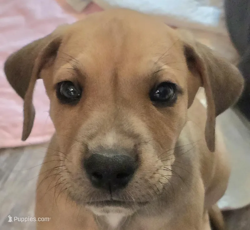 Cupid – Great Dane puppy for sale in Mims, FL