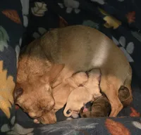 Blaine, a male Chihuahua for sale in Mims, FL – 3 of 5