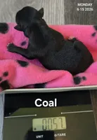 Coal, a male Chihuahua for sale in Mims, FL – 5 of 6