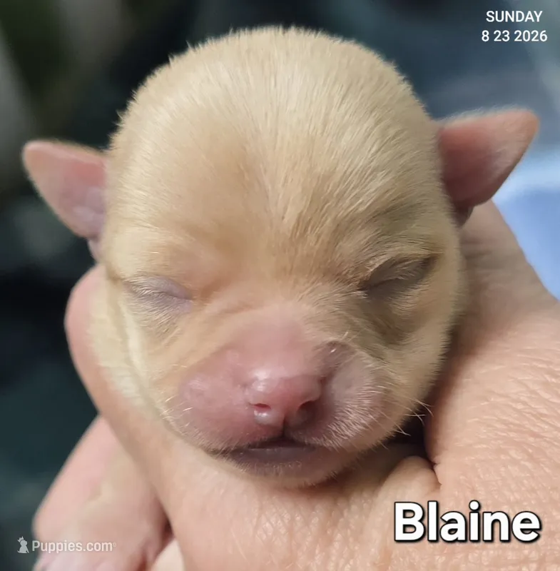 Blaine – Chihuahua puppy for sale in Mims, FL