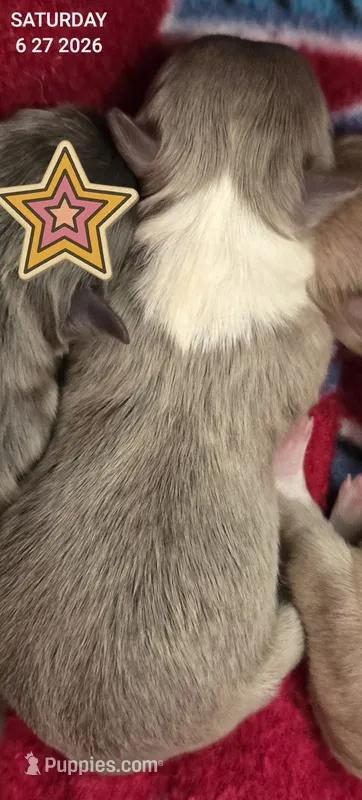 Sailor – Chihuahua puppy for sale in Mims, FL