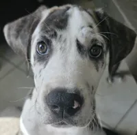 Lovey, a female Great Dane for sale in Mims, FL – Photo 2 of 3