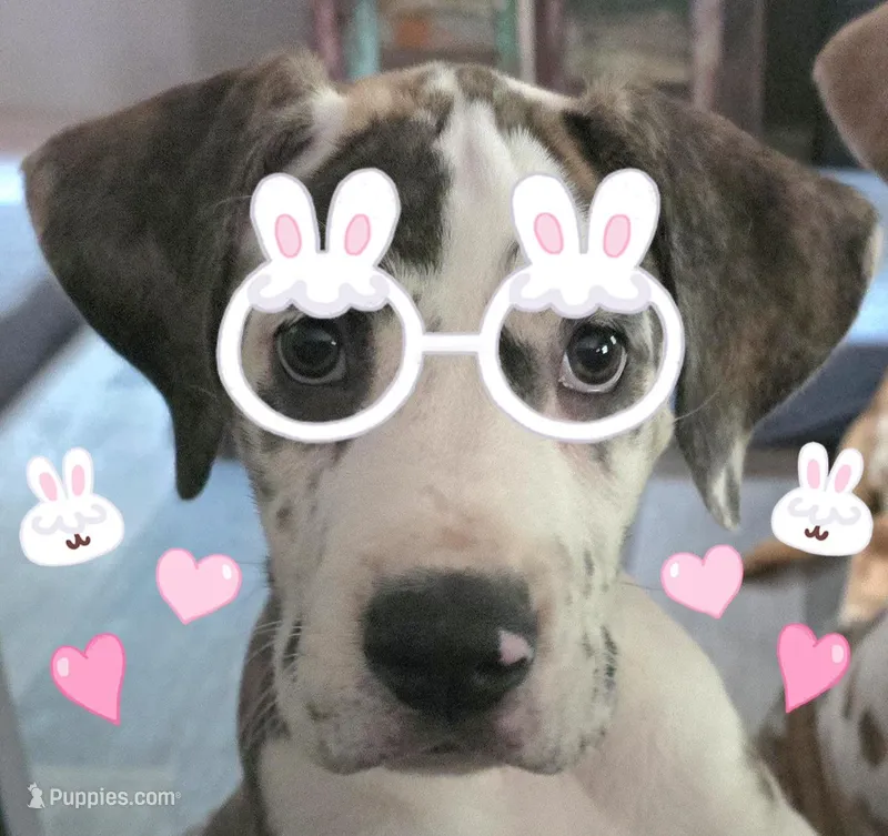 Lovey – Great Dane puppy for sale in Mims, FL