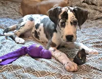 Lovey, a female Great Dane for sale in Mims, FL – Photo 3 of 3