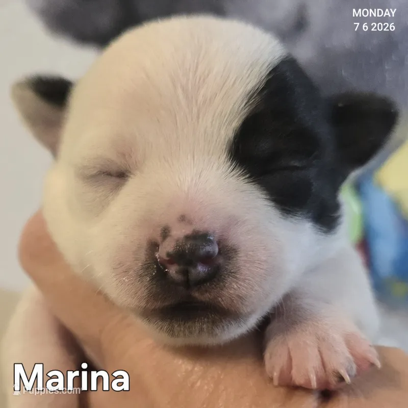 Marina – Chihuahua puppy for sale in Mims, FL