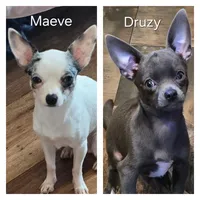Emilio, a male Chihuahua for sale in Mims, FL – 8 of 8