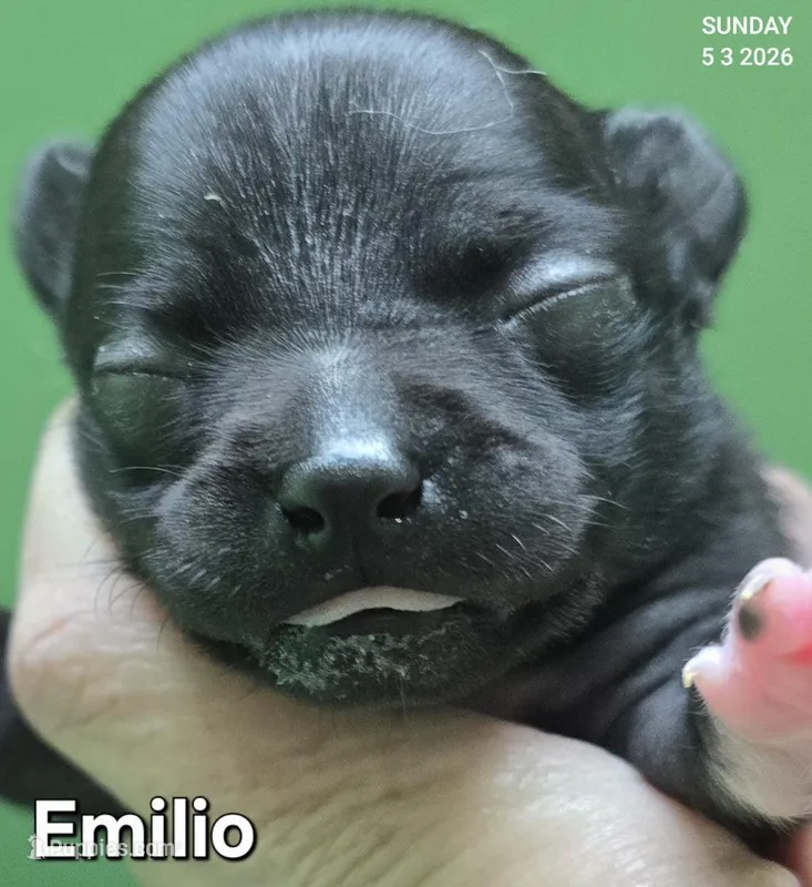Emilio – Chihuahua puppy for sale in Mims, FL