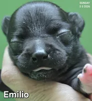 Emilio, a male Chihuahua for sale in Mims, FL – 1 of 8