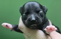 Emilio, a male Chihuahua for sale in Mims, FL – 3 of 8