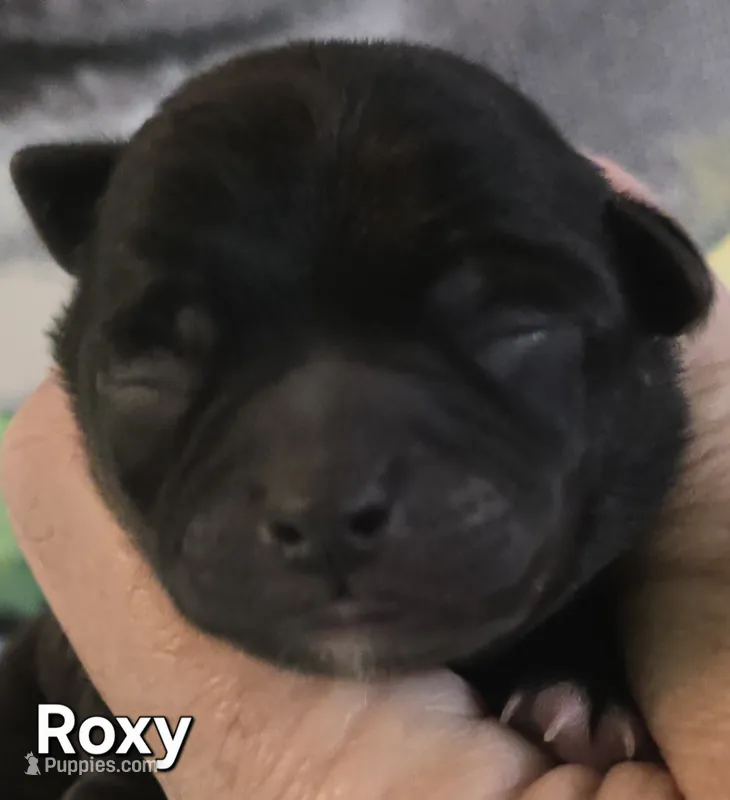 Roxy – Chihuahua puppy for sale in Mims, FL