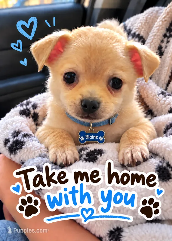 Blaine – Chihuahua puppy for sale in Mims, FL