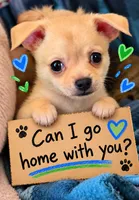 Blaine, a male Chihuahua for sale in Mims, FL – 2 of 10