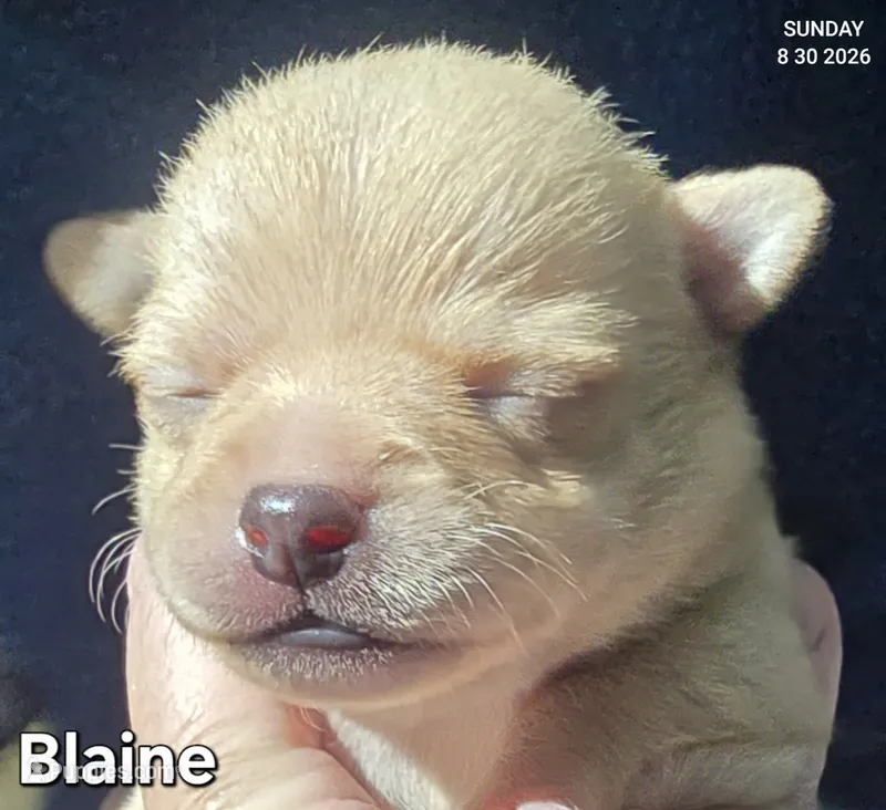 Blaine – Chihuahua puppy for sale in Mims, FL