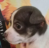 Reef, a male Chihuahua for sale in Mims, FL – 3 of 8