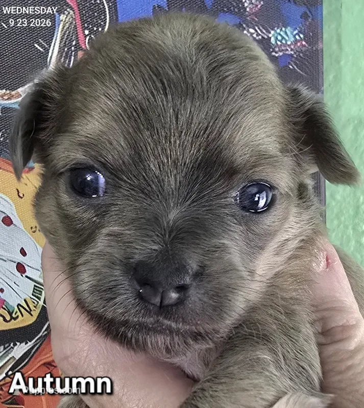Autumn – Chihuahua puppy for sale in Mims, FL