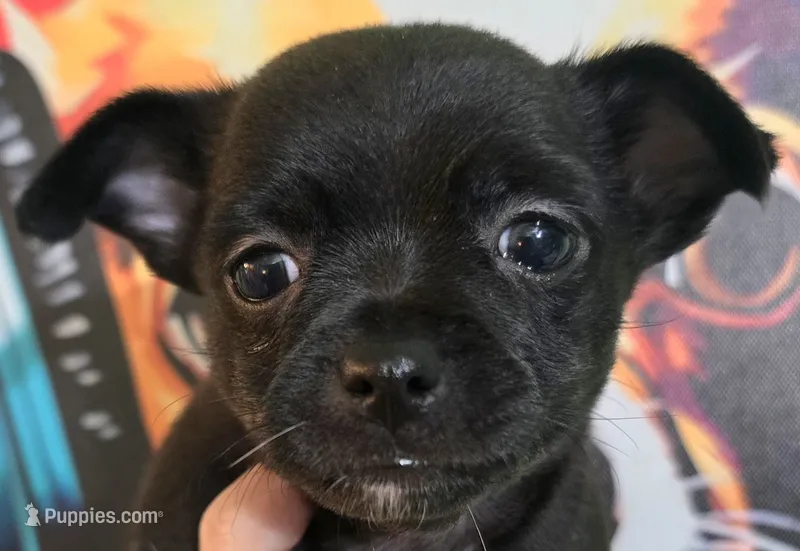 Roxy – Chihuahua puppy for sale in Mims, FL