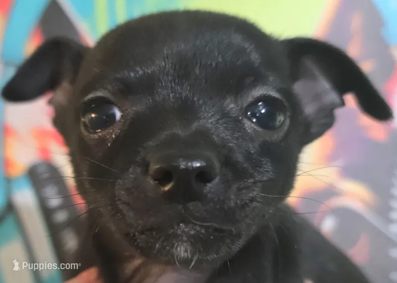 Coal – Chihuahua puppy for sale in Mims, FL