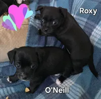 Roxy, a female Chihuahua for sale in Mims, FL – 3 of 6