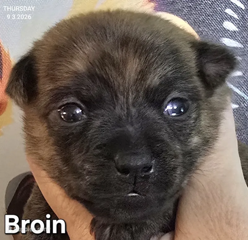 Broin – Chihuahua puppy for sale in Mims, FL