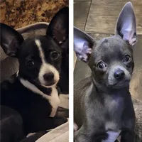 O'Neill, a male Chihuahua for sale in Mims, FL – 3 of 3
